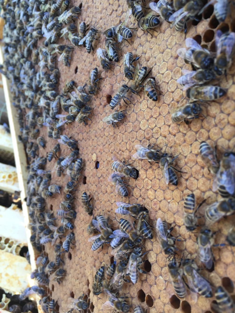 Nahaufnahme von Bienen auf einer verdeckelten Brutwabe