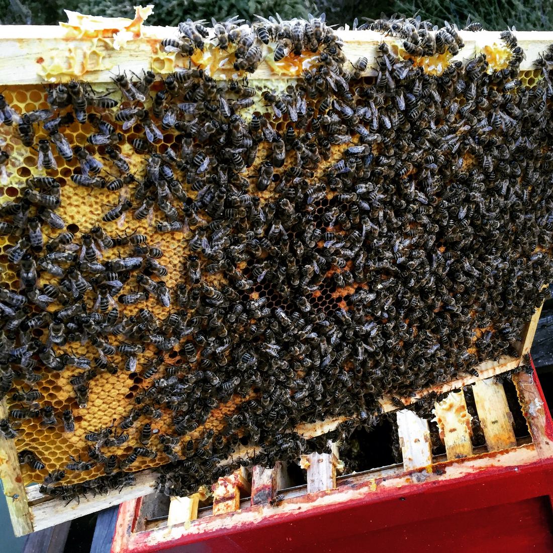 Bienen auf einem Rähmchen im Bienenstock