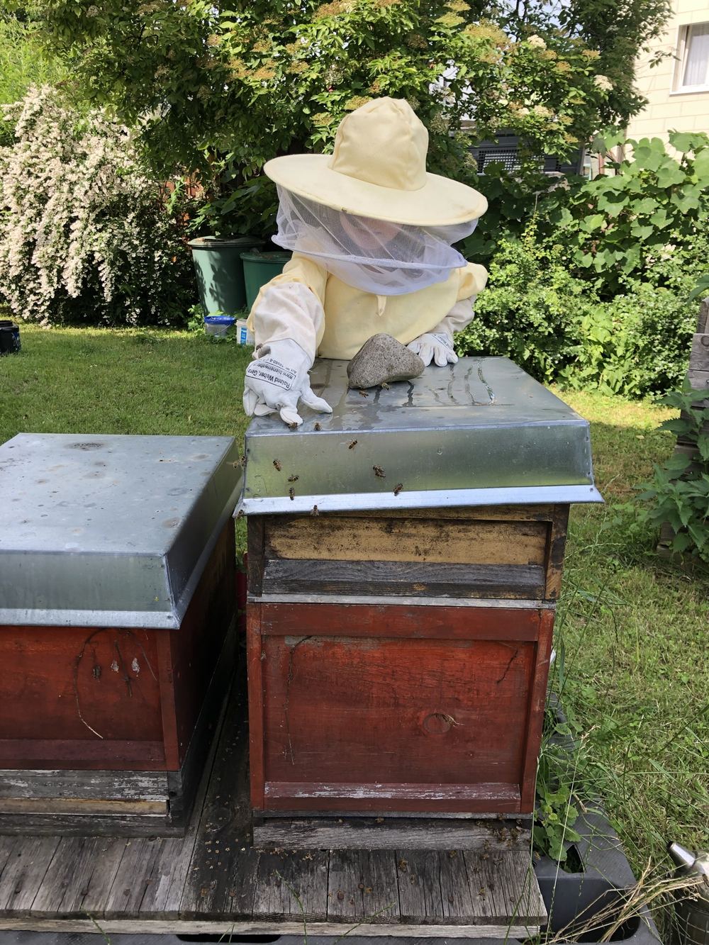 Imker im Schutzanzug am Bienenstock im Garten