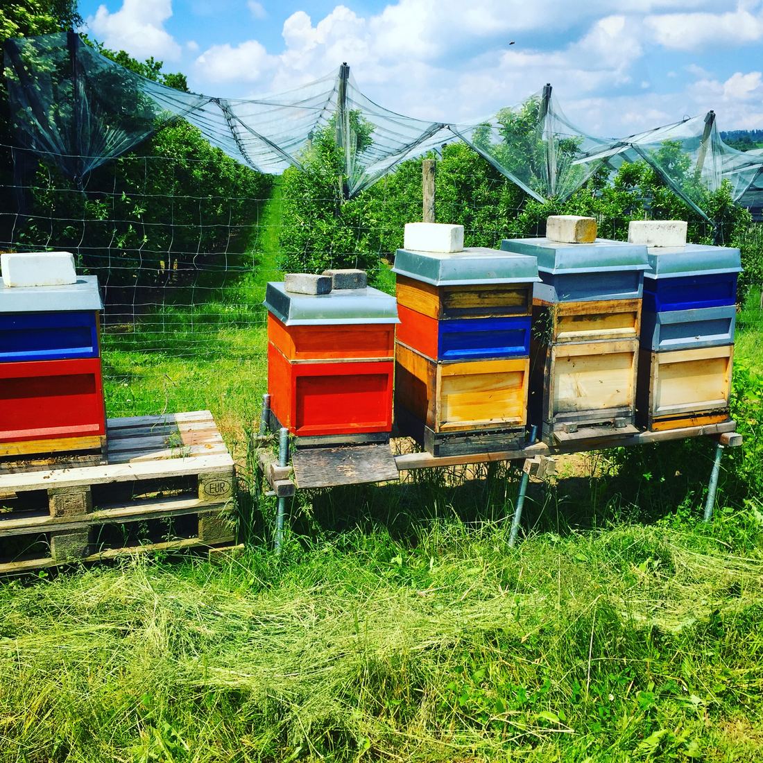 Bienenbeuten zwischen Obstbäumen auf einer Obstwiese